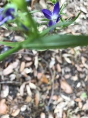 Triodanis biflora