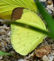 Eurema sari