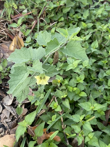smallflower groundcherry (Physalis cinerascens)