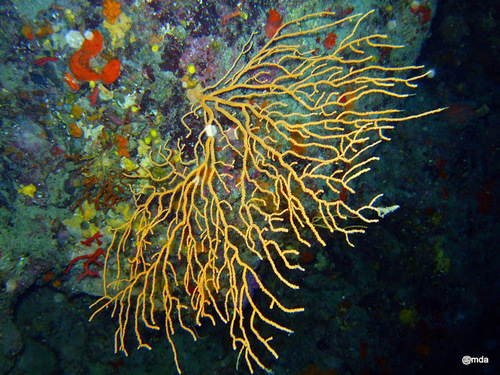 Yellow Gorgonian, photo 7 of 9