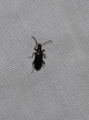 Statira