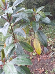 Sapium stylare