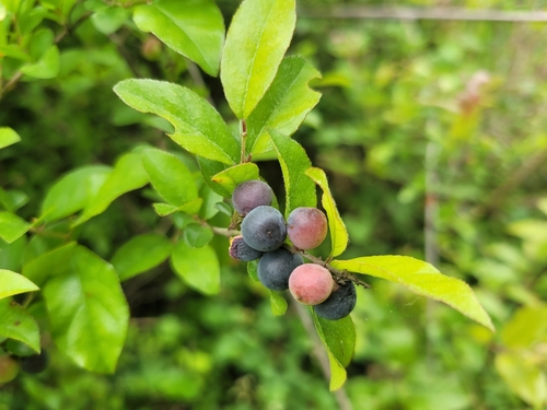 Sageretia