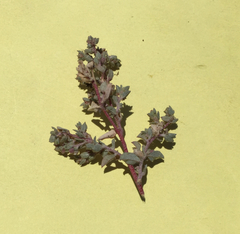 Atriplex coulteri