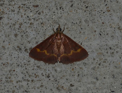 Pyrausta pseuderosnealis