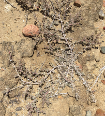 Atriplex coulteri