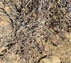 Atriplex coulteri
