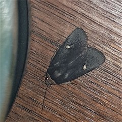 Proteuxoa cinereicollis