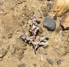Atriplex coulteri