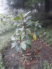 Sapium stylare