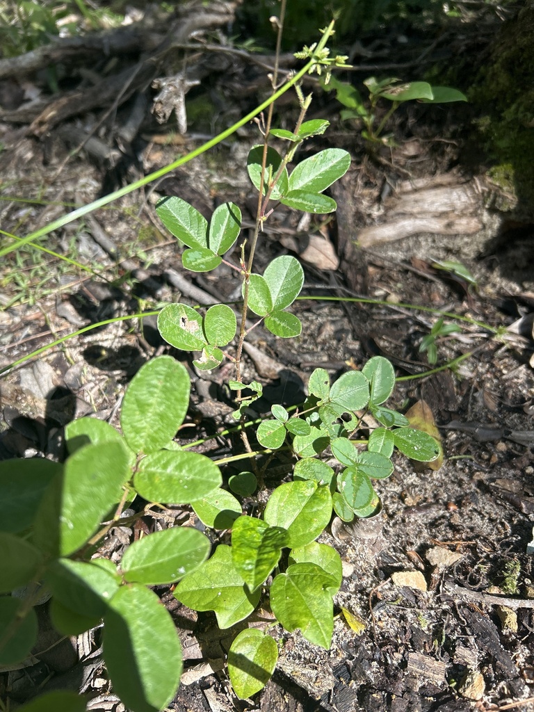 creeping beggarweed from Surfside La, Mount Coolum, QLD, AU on May 6