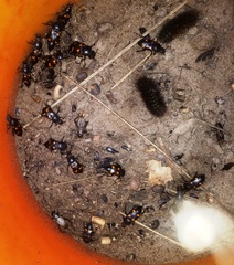 Nicrophorus carolina