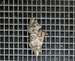 Sufetula hemiophthalma