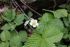 Fragaria vesca