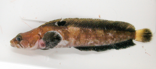 Fourline snakeblenny (Eumesogrammus praecisus) — Stichaeidae — 5