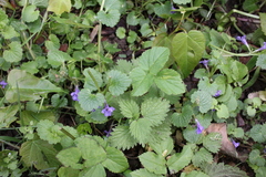 Glechoma hederacea
