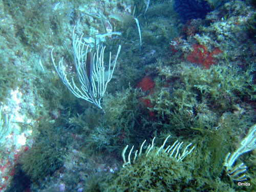 Photo of White gorgonian (Eunicella singularis)