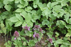 Lamium purpureum