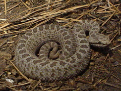 Crotalus triseriatus
