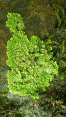 Parmeliopsis ambigua