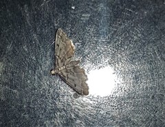 Sufetula hemiophthalma