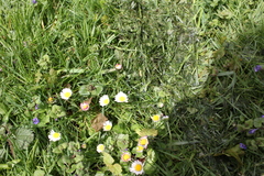 Bellis perennis