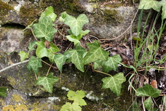 Hedera helix