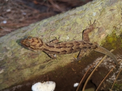 Cyrtodactylus marmoratus