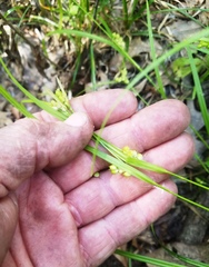 Carex bulbostylis