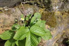 Fragaria vesca