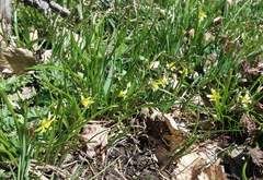 Gagea granulosa