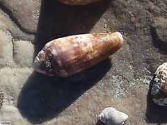 Conus mozambicus
