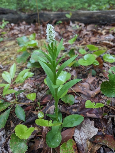 Image of Chamaelirium luteum by (c) Alaina Krakowiak, some rights reserved (CC BY)