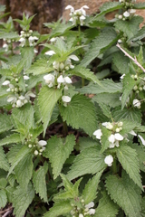 Lamium album