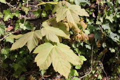 Acer pseudoplatanus