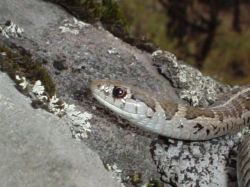 Short-tail Alpine Garter Snake