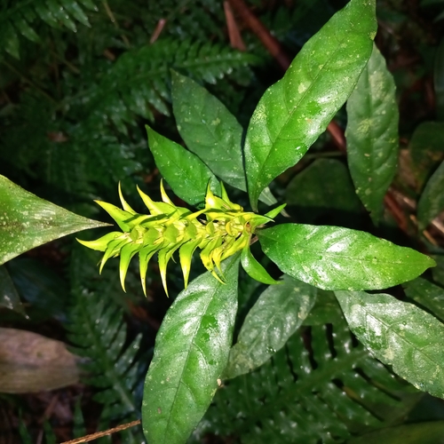 Aphelandra chamissoniana (Aphelandra chamissoniana)
