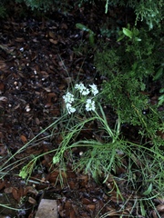 Bifora americana