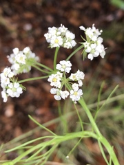 Bifora americana