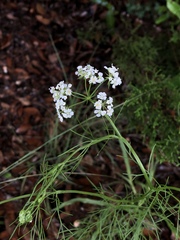 Bifora americana