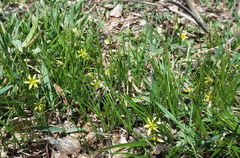 Gagea granulosa