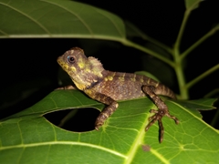 Gonocephalus kuhlii