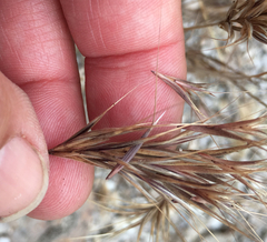 Bromus madritensis