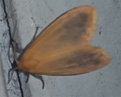 Symmetrodes sciocosma