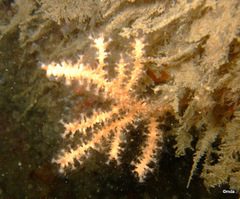 Eunicella verrucosa