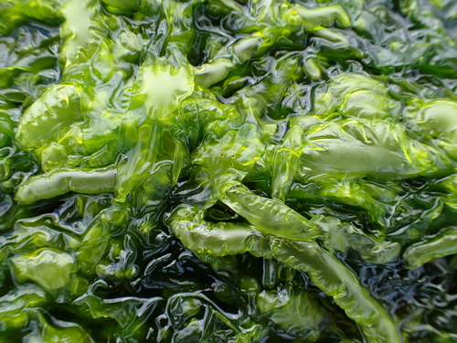 Ulva intestinalis
