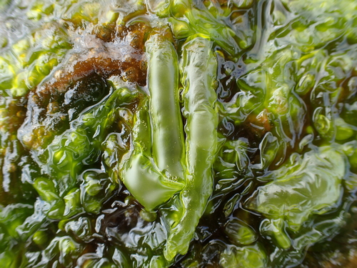 Ulva intestinalis