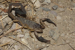 Centruroides edwardsii