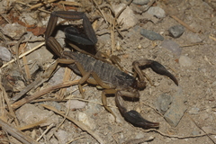Centruroides edwardsii