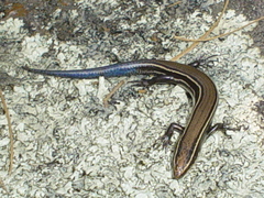 Plestiodon copei